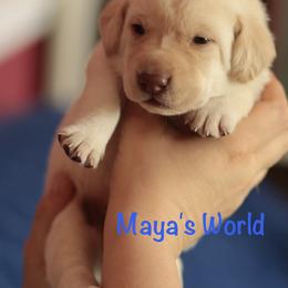 Tedy - Yellow male Labrador Retriever puppy in Wallace, North Carolina from Maya's World Labradors with Love