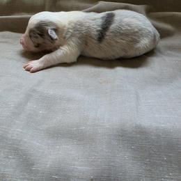 Duke - Slate merle male Border Collie puppy in Ripley, Oklahoma from Adventure5 Border Collies