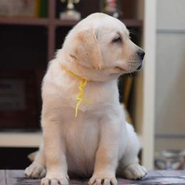 Labrador Retriever Puppies from BAK Forty Ranch