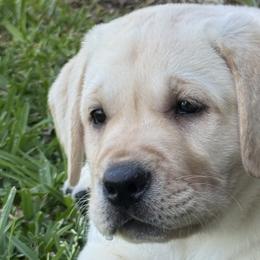 Labrador Retrievers from GoFetchLabs