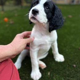 English Springer Spaniel Puppies from Butterfield Trail Farm