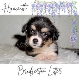 Hyacinth- Fluffy - Black and white female American Corgi puppy in Greenwood, Indiana from Witch Creek Corgis