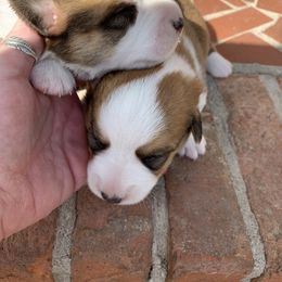 Cardigan Welsh Corgi Puppies from Luxe Cardigan Welsh Corgis