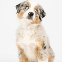 Boy 2 - male Australian Shepherd puppy in Cool, California from Foothill Aussies