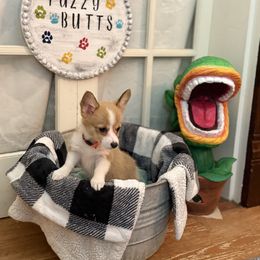 Orange Collar - Red female Pembroke Welsh Corgi puppy in Darlington, Wisconsin from D&D P.W.Corgi's