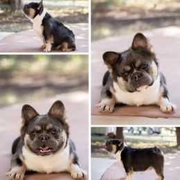 French Bulldog Puppies from Tule Creek Frenchies