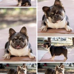 French Bulldog Puppies from Tule Creek Frenchies