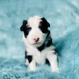 Australian Shepherd Puppies from Burdock Hill Australian Shepards