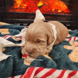 Girl 1 - Apricot female Goldendoodle puppy in Pennsylvania from Pennsylvanian Puppies