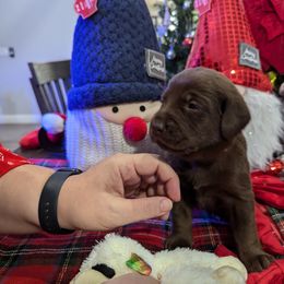 Labrador Retriever Puppies from Starfire Labradors