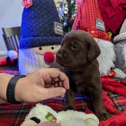 Labrador Retriever Puppies from Starfire Labradors