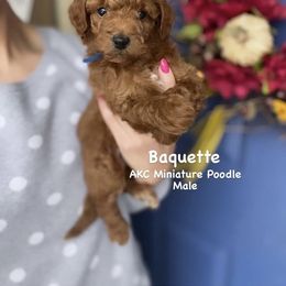 Bernedoodle, Cavapoo, Goldendoodle, and Poodle Puppies from Gypsi Doodles & Poodles