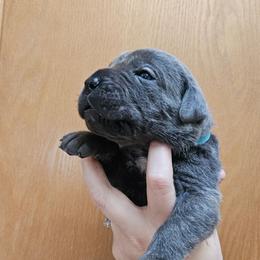 Blue Collar Male - Gray brindle male Cane Corso puppy in Lewistown, Montana from Corsi Amore Kennels