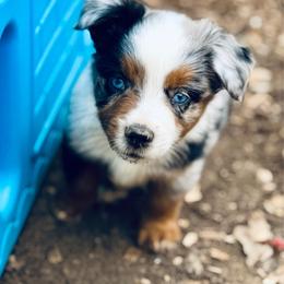 Canyon - Blue merle male Miniature Australian Shepherd puppy in Hempstead, Texas from Young Gun Aussies