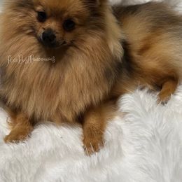 Nova - Pomeranian