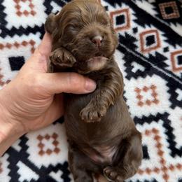 Bunny - Brown female Cocker Spaniel puppy in Delphi, Indiana from Benchmark Cockers