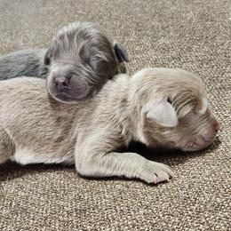 Hank - Beige male Newfoundland puppy in Bernville, Pennsylvania from Mufasa's Pride (Newfoundland breeder)