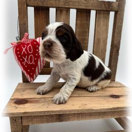 Krewe - Buff and white male Cocker Spaniel puppy in Texarkana, Texas from K&M Cocker Spaniels