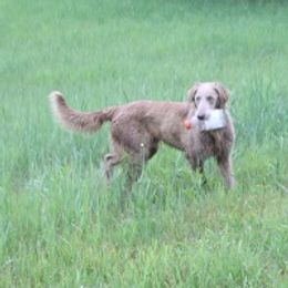 Sammy - Weimaraner
