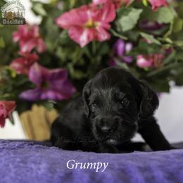 Grumpy - Black male Australian Labradoodle puppy in Cashmere, Washington from Mountain Home Doodles