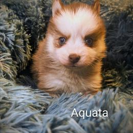 Aquata - Red and white female Pomsky puppy in Blackfoot, Idaho from Snake River Pomskys