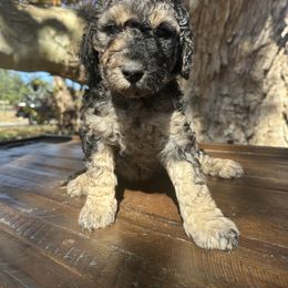 WAIMEA - Phantom female Goldendoodle puppy in Fruitland Park, Florida from Mount Doodles