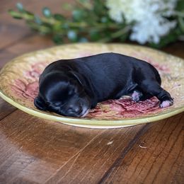 Female 1 (black and white) - Black and white female Cavapoo puppy in Coal City, Indiana from Wednesday & Co