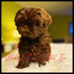 Girl 1 - Liver Shih Tzu puppy in Garland, Texas from Bibi’s Exclusive Shih Tzus