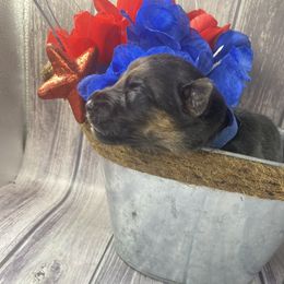 German Shepherd Puppies from Di casa Esperanza