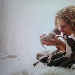 Italian Greyhound Puppies from Alura Italian Greyhounds