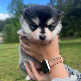 Alexis Rose - Wolf sable Pomsky puppy in Greenville, South Carolina from Greenville Pomskies