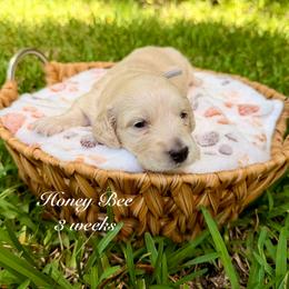 Sally - Cream female Dachshund puppy in Ormond Beach, Florida from Meadow Ridge Dachshunds