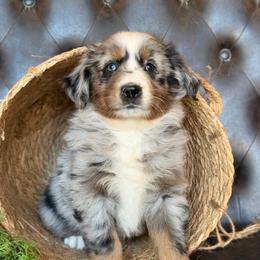 Truitt - Blue merle male Australian Shepherd puppy in Troy, South Carolina from Lana Corley- Australian Shepherds of 3/W Farms