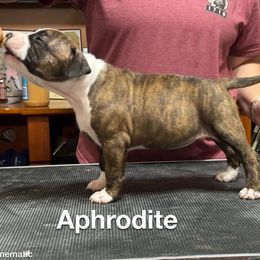 Aphrodite - American Staffordshire Terrier puppy from Odylic Amstaffs