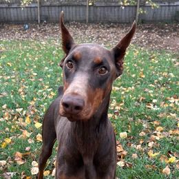 Amara - Doberman Pinscher