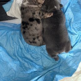 French Bulldog Puppies from Fancy Lil Frenchies