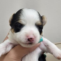 Yorkshire Terrier Puppies from My precious yorkies