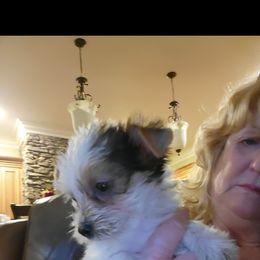 West Highland White Terrier and Yorkshire Terrier Puppies from Debra Burnett