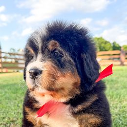 Oscar - Tri-color male Bernese Mountain Dog puppy in Purcell, Oklahoma from Swiss Berner Bears