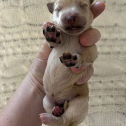Goldendoodle Puppies from Sweet Doodles of Alabama