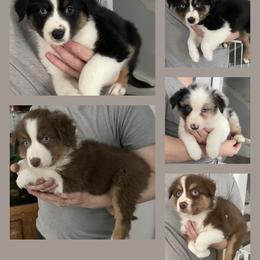 Australian Shepherds from Out of this World Aussies