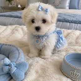 Lorenzo - White male Maltese puppy in Bryn Mawr, Pennsylvania from Main line furry friends