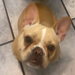 French Bulldogs, Shih Tzus, and Soft Coated Wheaten Terriers from Aurum K9