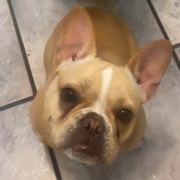 French Bulldogs, Shih Tzus, and Soft Coated Wheaten Terriers from Aurum K9