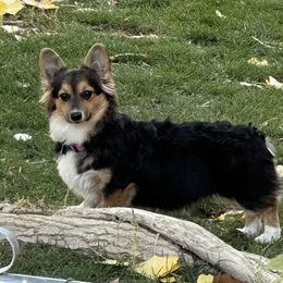 Izzy - Pembroke Welsh Corgi