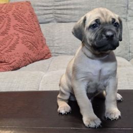 Marshmallow - Gray and fawn male Cane Corso puppy in Elkhart, Indiana from Martins Almighty Cane Corsos