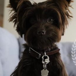 Yorkshire Terriers from Simplyyorkies