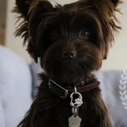 Yorkshire Terriers from Simplyyorkies
