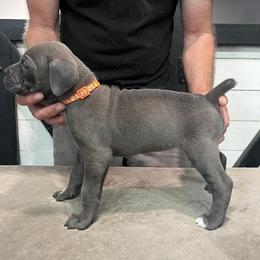 Orange Collar - Gray female Cane Corso puppy in Beaver Crossing, Nebraska from Blue River Cane Corso