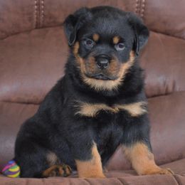 Boy 1 - Rottweiler puppy in Catawissa, Pennsylvania from Sharp Ridge Rottweilers